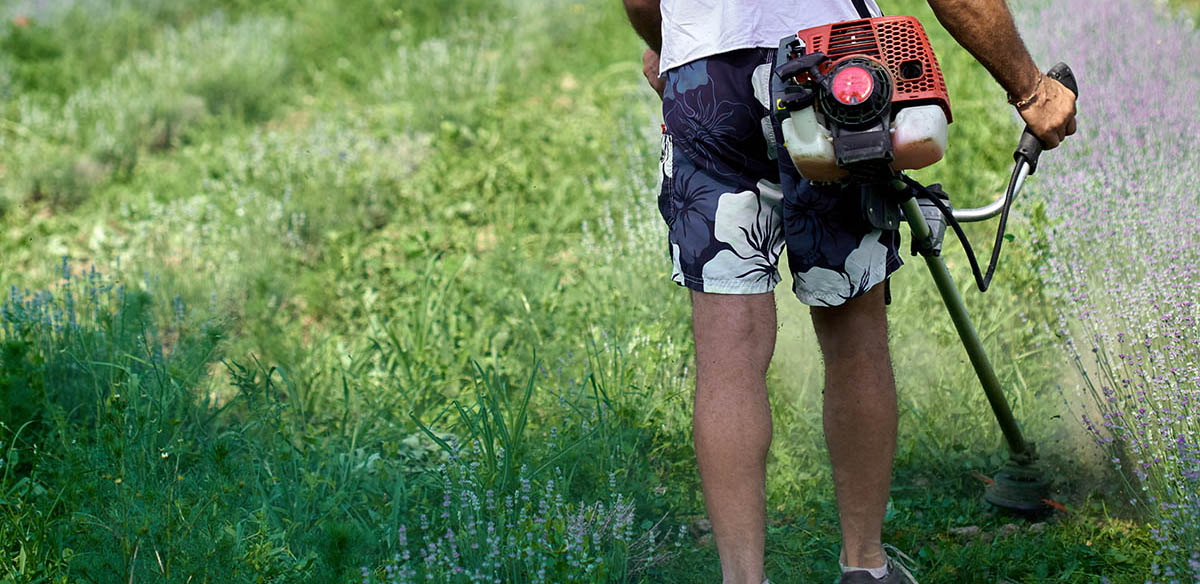 Man mowing among lavender rows with a brush cutter